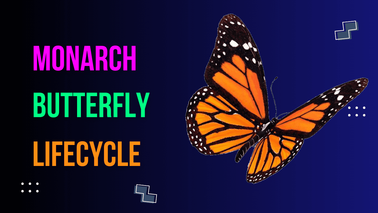 Read more about the article Monarch Butterfly Lifecycle: A Journey of Transformation and Survival